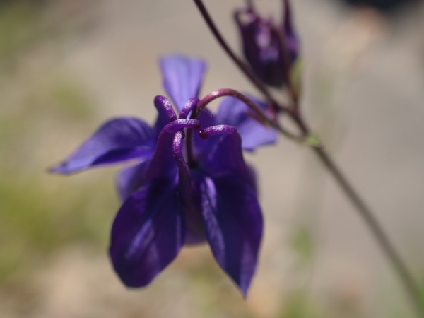 f:id:elmikamino:20120603101009j:image