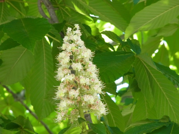 f:id:elmikamino:20120603102211j:image