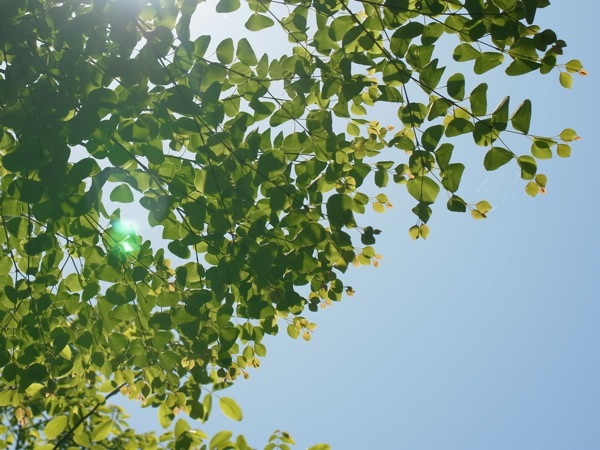 f:id:elmikamino:20120603102314j:image