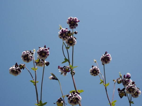 f:id:elmikamino:20120603102643j:image