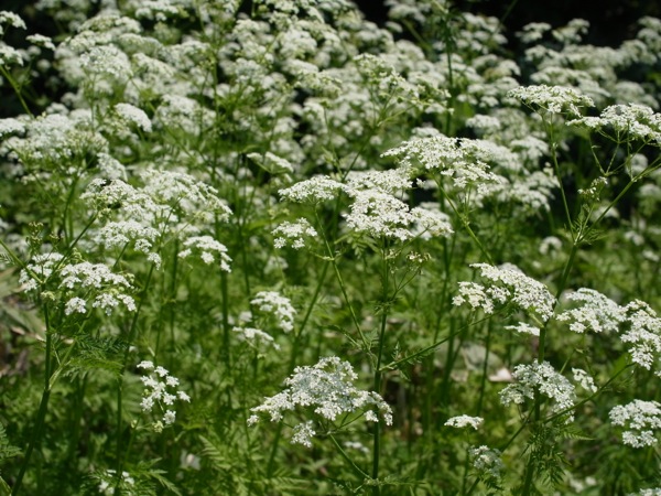 f:id:elmikamino:20120603103021j:image