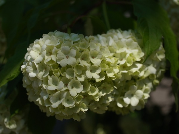 f:id:elmikamino:20120603103425j:image