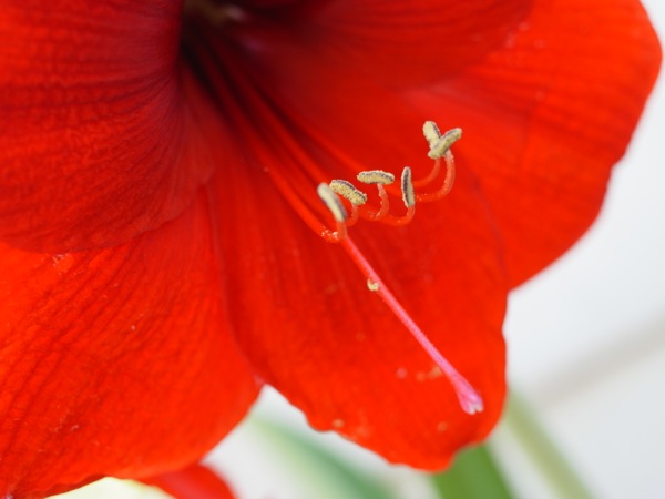 f:id:elmikamino:20120603104737j:image