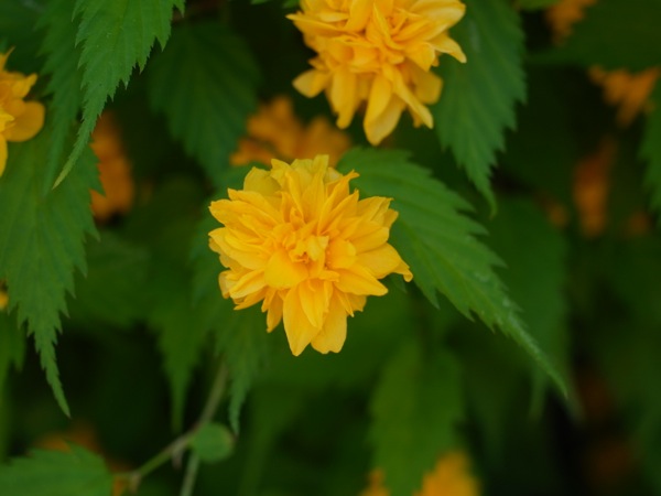 f:id:elmikamino:20120603110930j:image