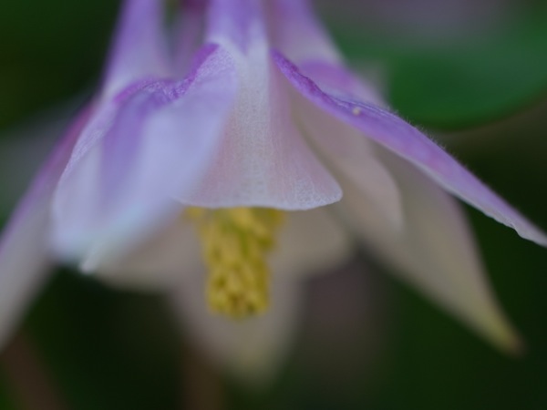 f:id:elmikamino:20120603111243j:image