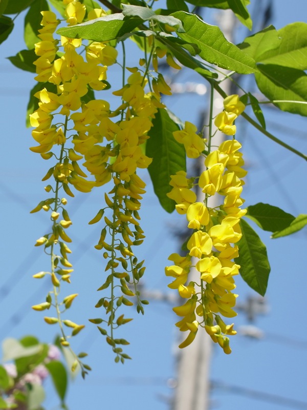 f:id:elmikamino:20120603112659j:image
