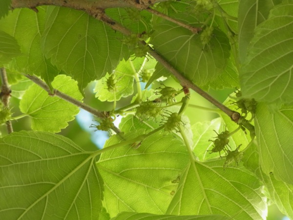 f:id:elmikamino:20120603153053j:image