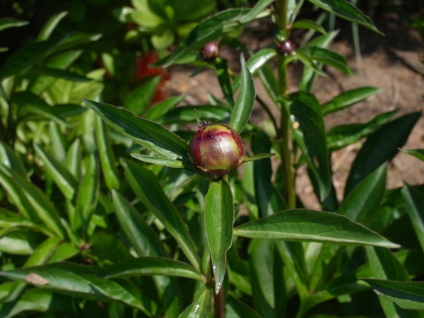f:id:elmikamino:20120604094321j:image