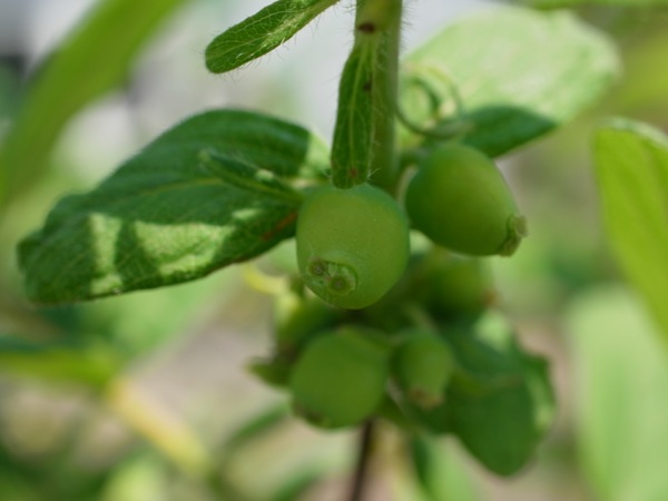 f:id:elmikamino:20120604095048j:image