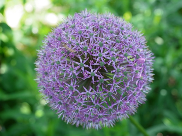f:id:elmikamino:20120604095306j:image