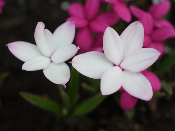f:id:elmikamino:20120604095423j:image