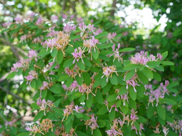 f:id:elmikamino:20120604095616j:image
