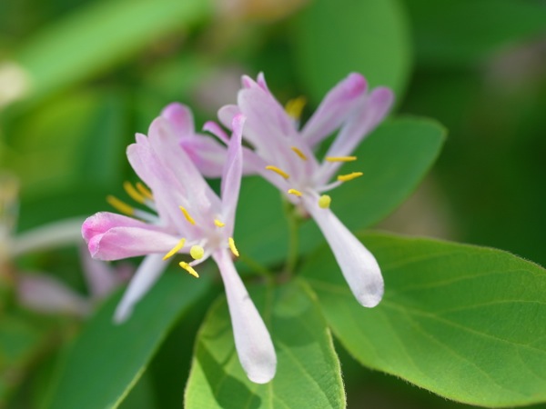f:id:elmikamino:20120604095657j:image