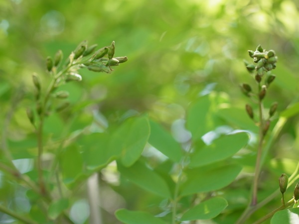 f:id:elmikamino:20120604095902j:image