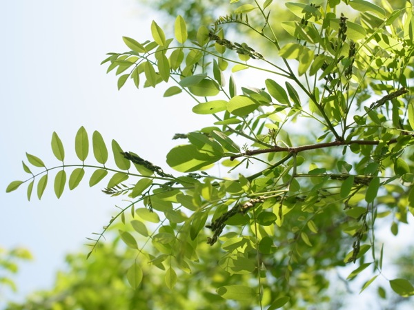 f:id:elmikamino:20120604100029j:image