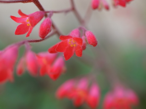 f:id:elmikamino:20120604100212j:image