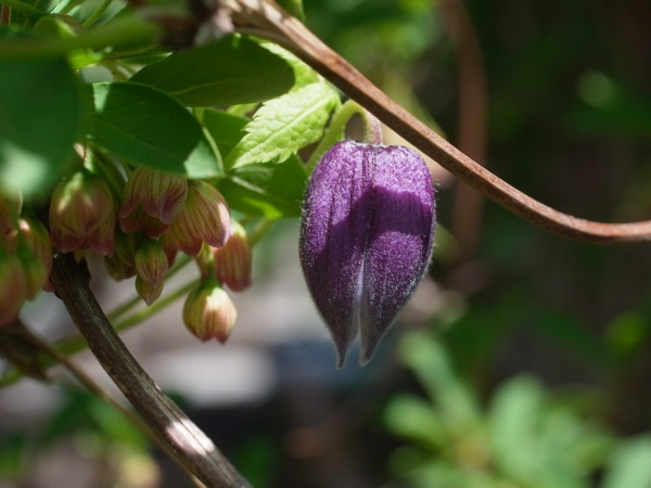 f:id:elmikamino:20120604100605j:image