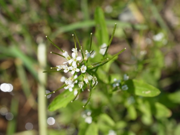 f:id:elmikamino:20120604100803j:image