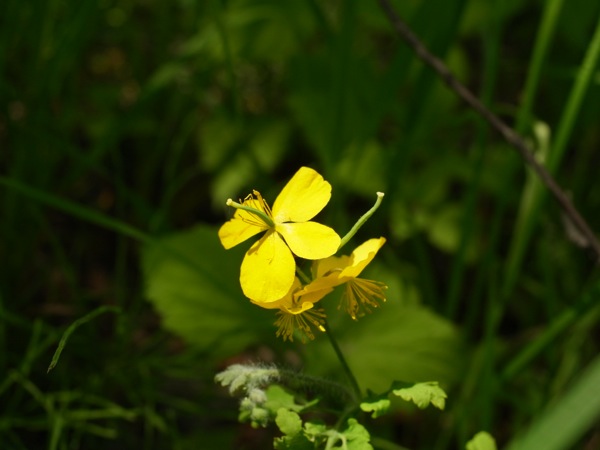 f:id:elmikamino:20120604100943j:image