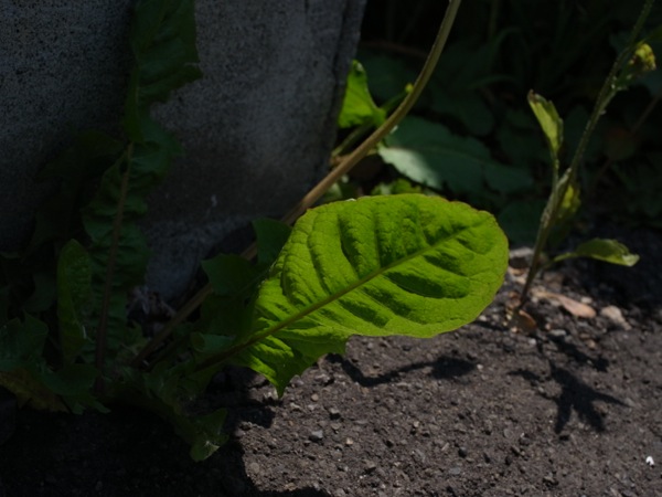 f:id:elmikamino:20120604102029j:image