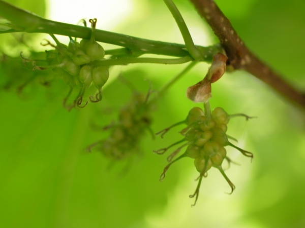 f:id:elmikamino:20120604102247j:image