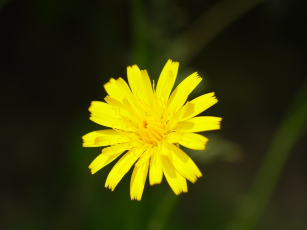 f:id:elmikamino:20120605094700j:image