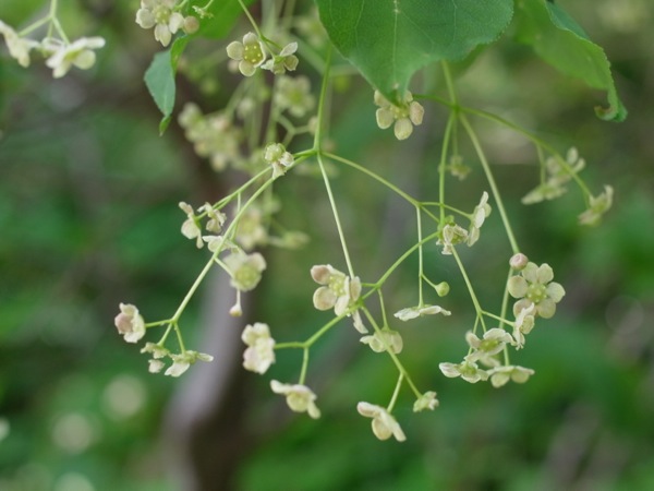 f:id:elmikamino:20120605095923j:image