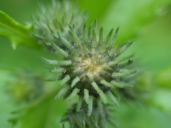 f:id:elmikamino:20120605100159j:image