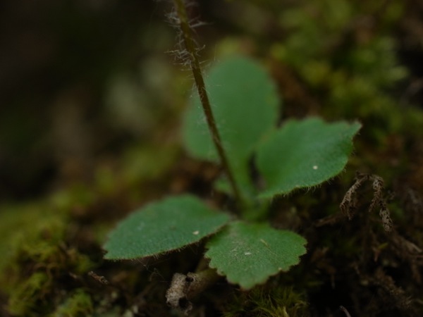 f:id:elmikamino:20120605105502j:image