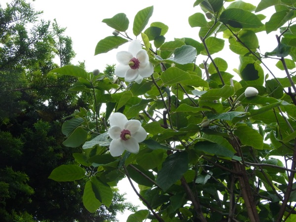 f:id:elmikamino:20120606151008j:image