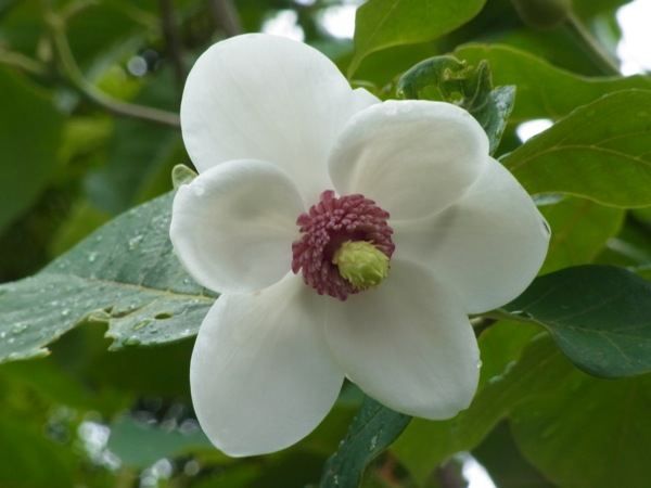 f:id:elmikamino:20120606151028j:image