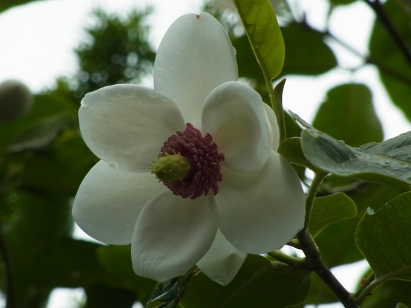 f:id:elmikamino:20120606151040j:image