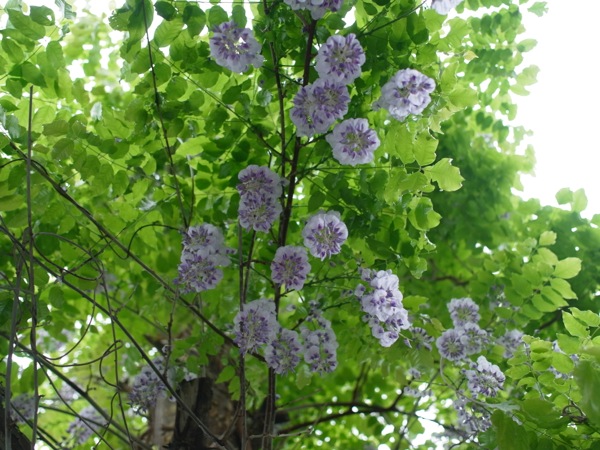 f:id:elmikamino:20120606152133j:image