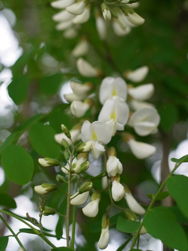 f:id:elmikamino:20120608165337j:image