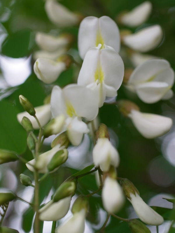 f:id:elmikamino:20120608165346j:image