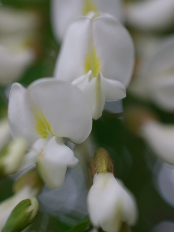 f:id:elmikamino:20120608165356j:image