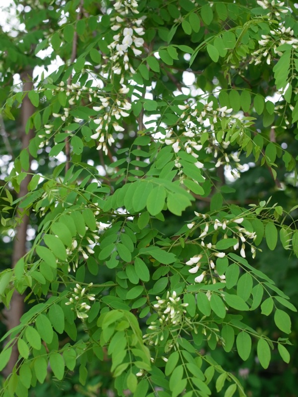f:id:elmikamino:20120608165421j:image