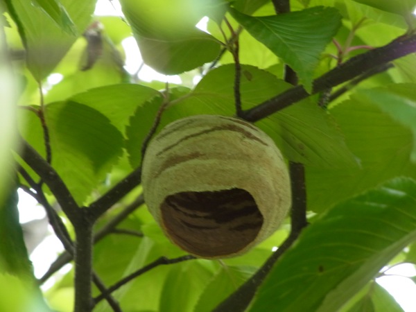 f:id:elmikamino:20120609100348j:image
