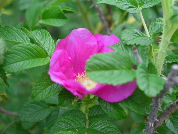 f:id:elmikamino:20120609102205j:image