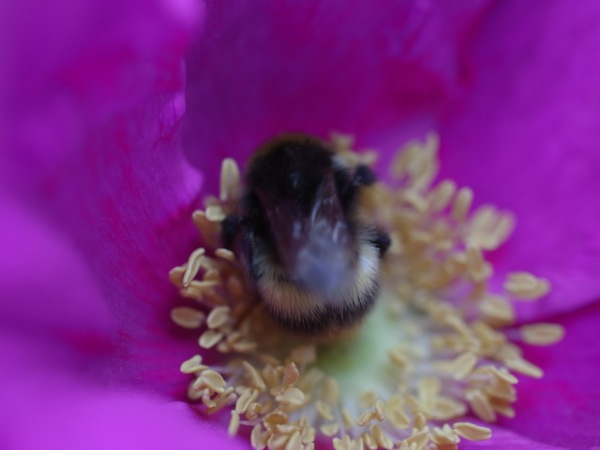 f:id:elmikamino:20120609102248j:image