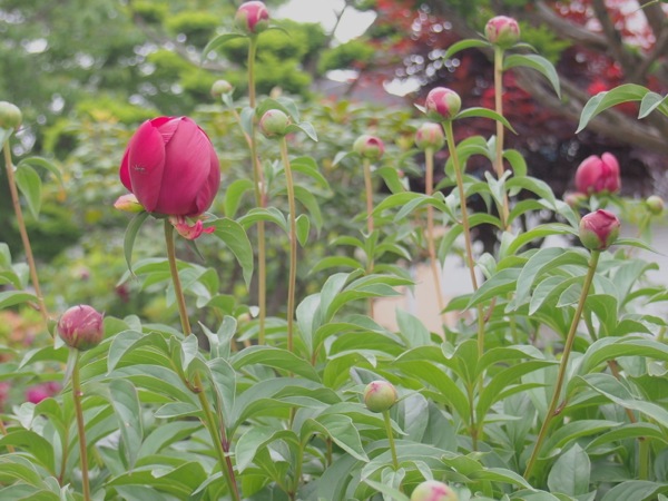 f:id:elmikamino:20120609105954j:image
