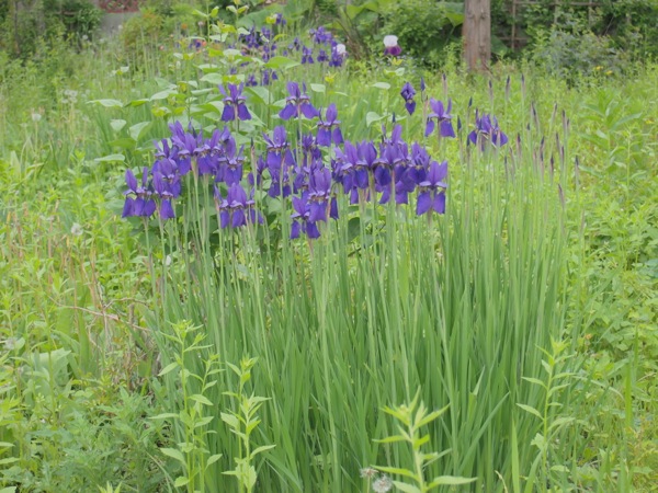 f:id:elmikamino:20120609110123j:image