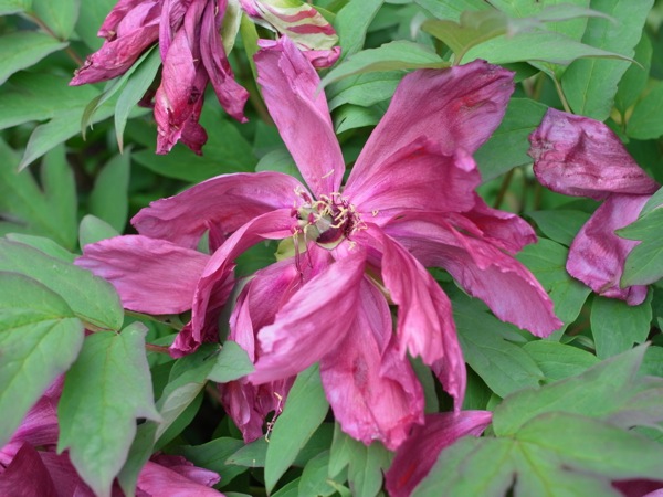 f:id:elmikamino:20120609110351j:image