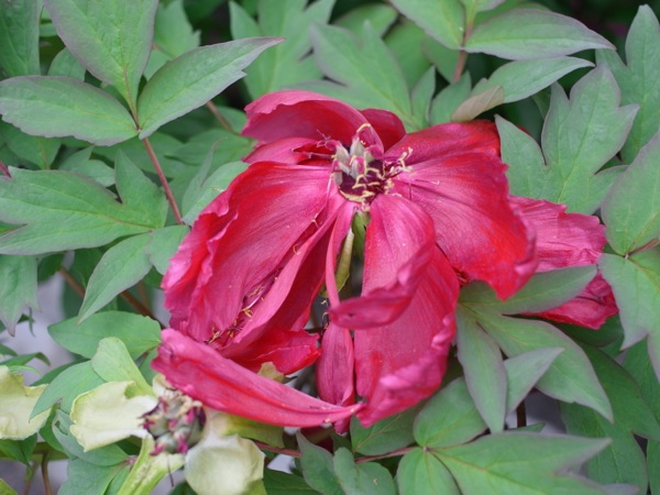 f:id:elmikamino:20120609110434j:image