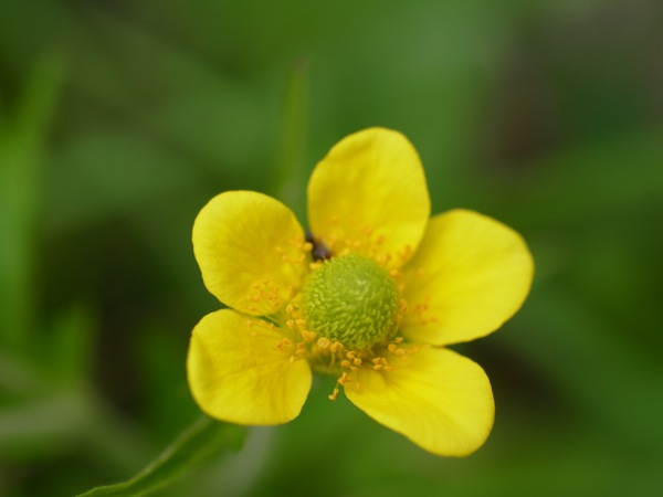 f:id:elmikamino:20120609110848j:image