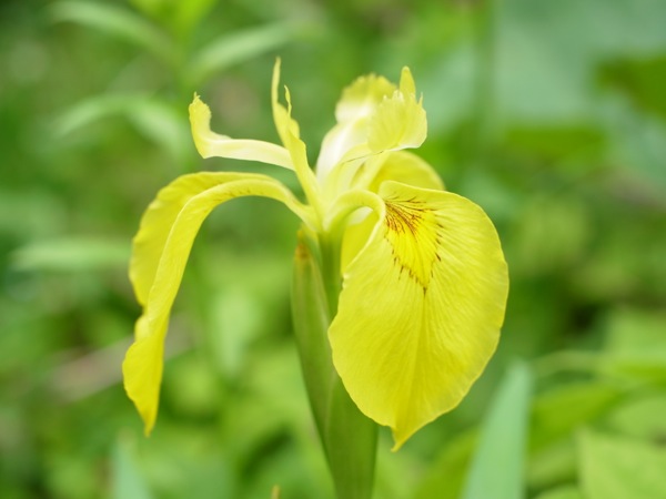 f:id:elmikamino:20120610100706j:image
