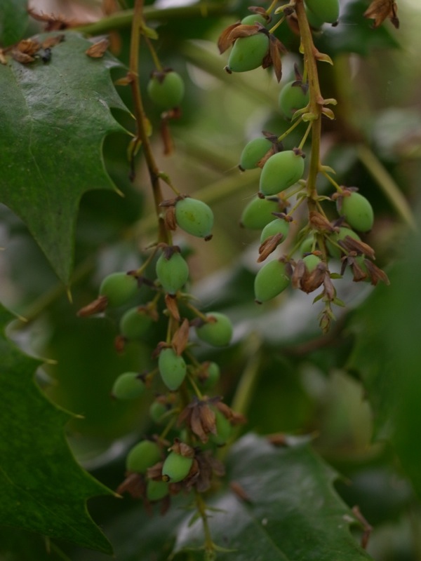f:id:elmikamino:20120610100800j:image