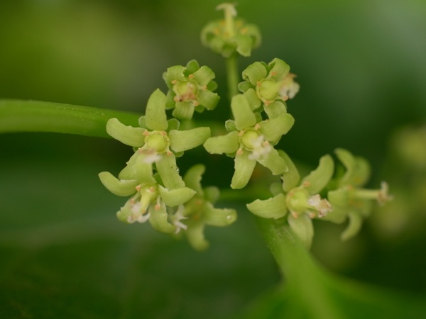 f:id:elmikamino:20120610101036j:image