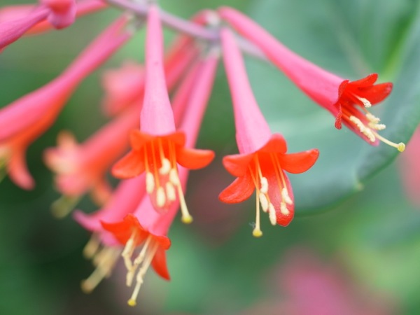 f:id:elmikamino:20120610101332j:image