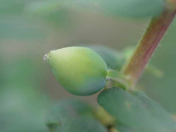 f:id:elmikamino:20120610101854j:image